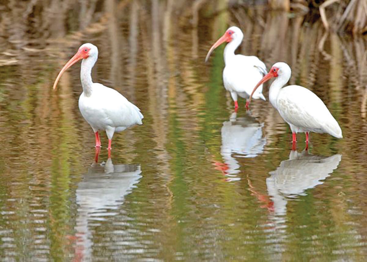 White Ibis wade in Stormwater Treatment Area 1.